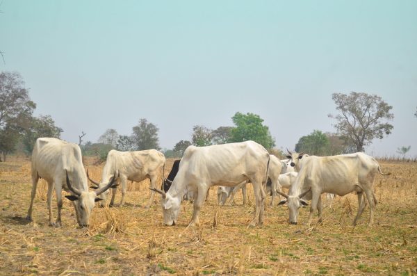 Open Grazing: CNG Kicks Against Position Of Southern Governors